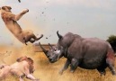 Rhino stronger than 3 adult lions!By Kruger SightingsGet more