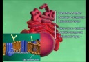 Ribozomlar ve Endoplazmik Retikulum