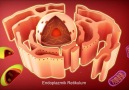 Ribozom ve Endoplazmik Retikulum