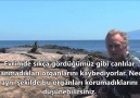 Richard Dawkins Galapagos Karabataklarında Körelmiş Organları Anlatıyor.