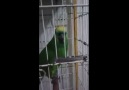 rihanna'nın the monster şarkısını söyleyen papağan