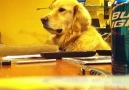 Ritimlere dikkat:))Müzik sever köpek