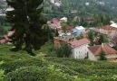 Rize Çayeli - Biz beş kardeştik köyde eskiden sıcak bir...