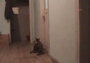 Rizeli kedinin açamayacağı kapı yok
