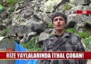 RİZE YAYLALARINDA İTHAL ÇOBAN!