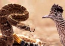 Roadrunner VS Rattle Snake Fight