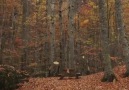 Roam The Planet - Autumn in Yedigoller Video by Mehmetsert