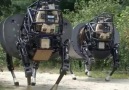 Robotic Buffalo with awesome technology for military operation !!