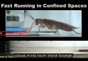 Robotlar doğadaki böceklerin sırlarıyla donatılıyor