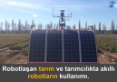 Robotlaşan tarım ve tarımcılıkta akıllı robotların kullanımı.