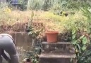 Roj Nçe - Spectacular Garden Transformation Facebook