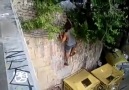 Rookie Fails Ridiculous Wall Climb