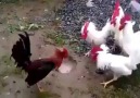 roosters fighting