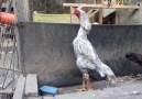 Rooster World - Rooster World- German Shamo Facebook