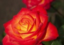 Roses - Roses Facebook