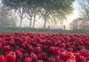 Rose&- Tulips Field