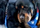 Rottweiler cinsi köpeğin kardeşinin öldüğünü gördüğü anki hali...