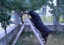 Rottweiler eating apple from tree ! o.O