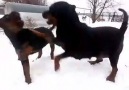 Rottweiler - ROTTWEILER GAME Facebook