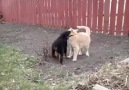 Rottwiler puppy playing with cat