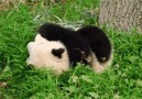 Rough week Let this tumbling panda soothe your soul. gph.is1sz7RqW