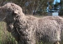 RSPCA ACT - Chris the Sheep Facebook