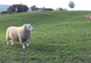 Rugby playing Sheep