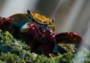 Run little crab run! (Via BBC Earth)