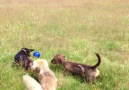 Rupert shows off his dribbling skills on the heath.....