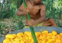 Rural Life - Yummy Cooking Mango Recipes