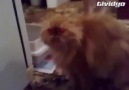 Rusların gülme garantili, Türkçe konuşan kedisi... :)