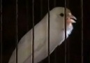 russian canari Vidéos publiées par capture oiseaux