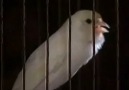 russian canari Vidéos publiées par capture oiseaux