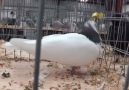 Russian Gruwuni Pigeons Aaron Koldas