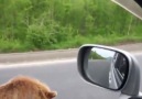Rusyada aç kalan bir ayı arabaları durdurup yiyecek istiyor.
