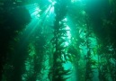 Rüya gibi Su altı ormanları (Kelp forest)