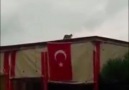 Rüzgarda toplanan Türk bayrağını açan kedi