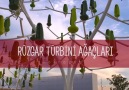 Rüzgar Türbini Ağaçları