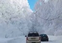 Sabaduri forest - Georgia