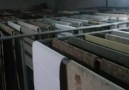 Sabah 9 da başlayan yikama mız hala... - İda Halı Yıkama Fabrikası