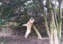 Sabah sporu yapan köpek