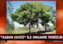 SABUN CEVİZİ - RİTHA