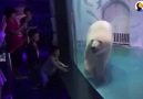 Saddest Bear In The World Is Going Crazy