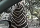 Safari Animals Funny Compilation