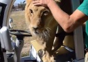 Safari Arabasına Dalan Aslan