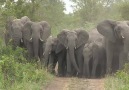#SafariLive Sighting: Elephants vs Wild Dogs