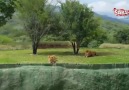 Safari turunda korku dolu dakikalar!