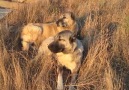 safkan kangal kernekli ve kızı hanlı... - Saf Kangal Tanıtım