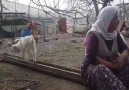 Saf karışılıksız sevgibizde zür yok