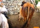 Sağmadan önce danalarına süt izni-Sakorya..VideoAtilla Gül